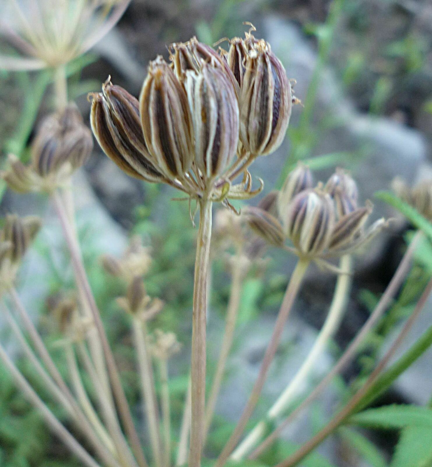 High Resolution Tauschia arguta Fruit